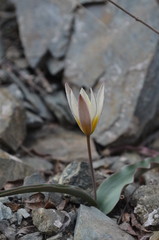 Tulipa turkestanica
