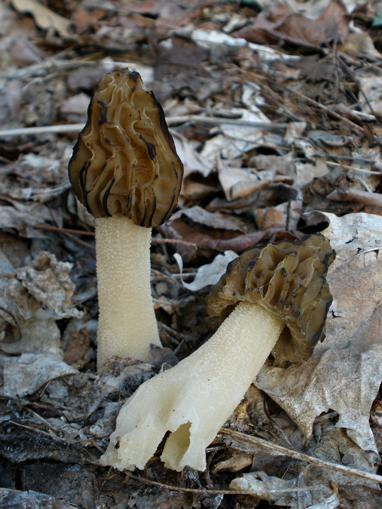 Halffree Morel (Mushrooms and fungi of the USA pt. 1) · iNaturalist