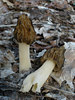 Half-free Morel - Photo (c) Ansel Oommen, some rights reserved (CC BY-NC), uploaded by Ansel Oommen