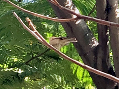 Phylloscopus canariensis