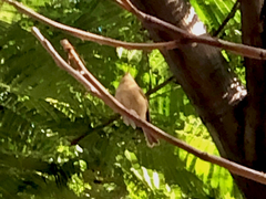Phylloscopus canariensis
