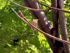 Phylloscopus canariensis
