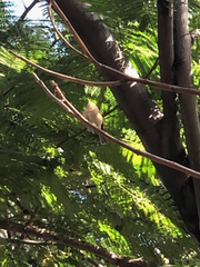 Phylloscopus canariensis
