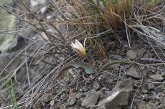 Tulipa turkestanica