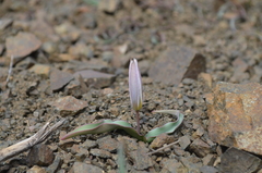 Tulipa turkestanica