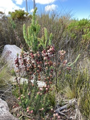 Erica grisbrookii