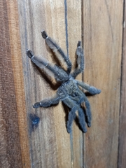 Psalmopoeus reduncus