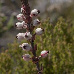 Erica grisbrookii
