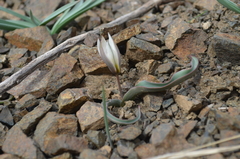 Tulipa turkestanica