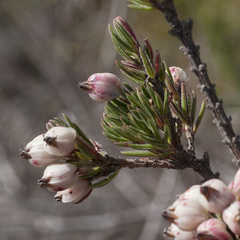 Erica grisbrookii