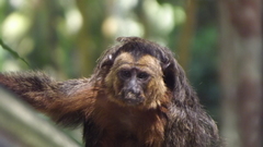 Pithecia chrysocephala