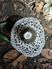 Phallus atrovolvatus
