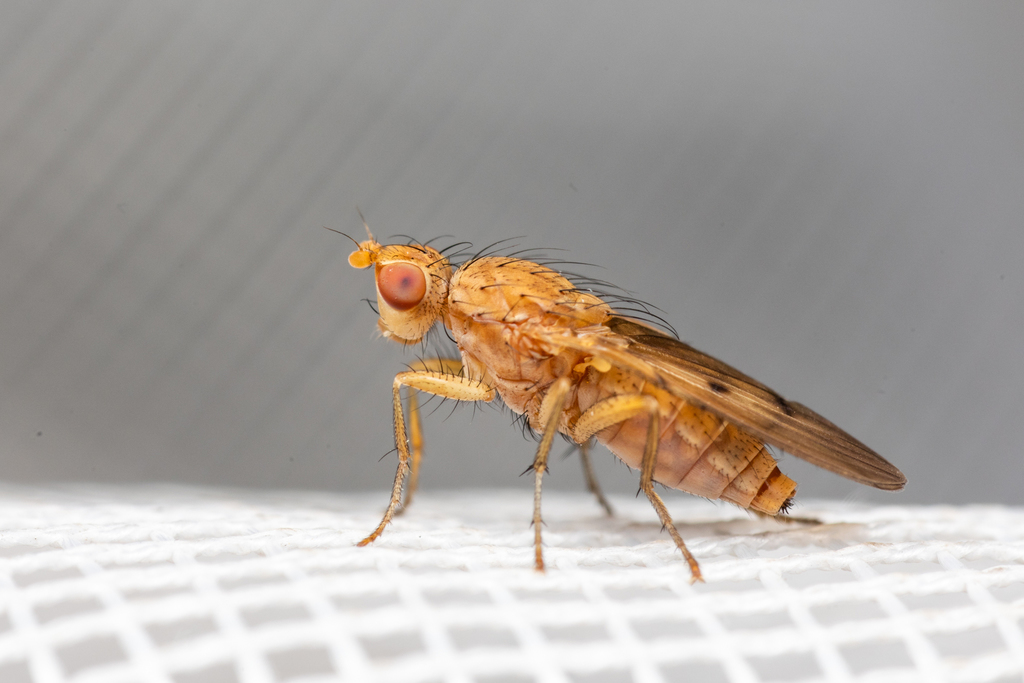 Anorostoma coloradense