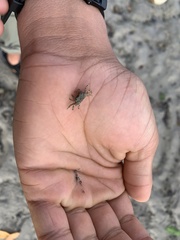 Shinobium trapezoideum