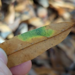 Stigmella saginella