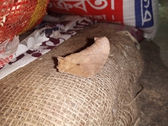 Melanitis leda
