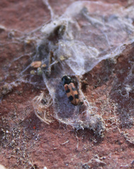 Cardiophorus bipunctatus