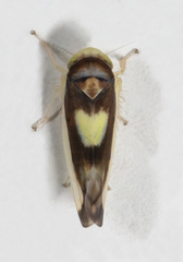 Colladonus eburatus