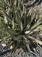 Agave parviflora