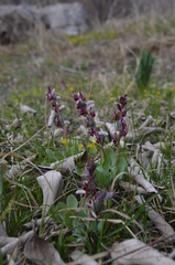 Corydalis ledebouriana
