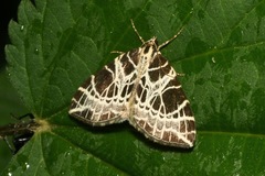 Eustroma reticulata