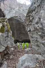 Arum korolkowii