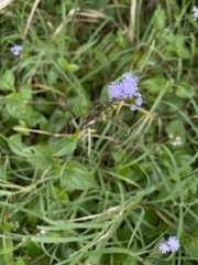 Ageratum littorale