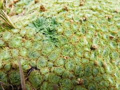 Dactylocardamum