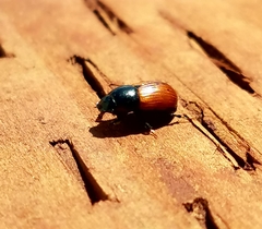 Aphodius
