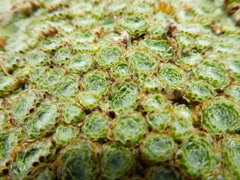 Dactylocardamum