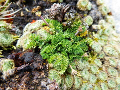 Dactylocardamum