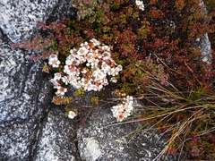Leptospermum recurvum