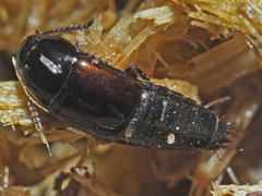 Tachinus lignorum