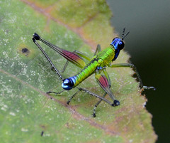 Eumastax