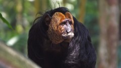 Pithecia chrysocephala