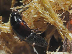 Tachinus lignorum