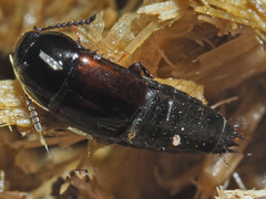Tachinus lignorum