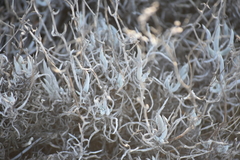 Dudleya attenuata attenuata