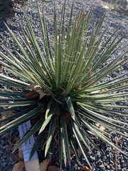 Agave multifilifera