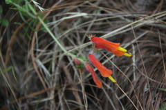 Castilleja tenuifolia