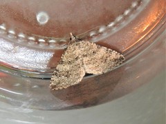 Helastia semisignata