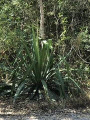 Furcraea guatemalensis