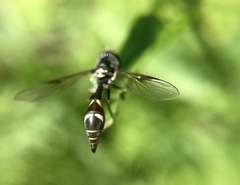 Dioprosopa clavata