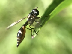Dioprosopa clavata