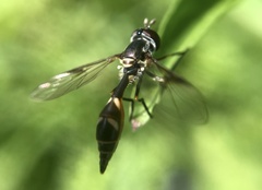 Dioprosopa clavata