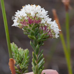 Agathosma bifida