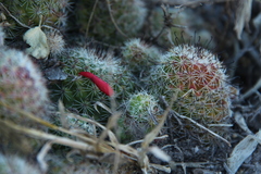Mammillaria beneckei