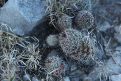 Mammillaria beneckei