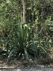 Furcraea guatemalensis