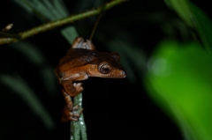 Polypedates pseudotilophus